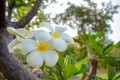 Close-up of beautiful white flowers in park on blurred green trees background