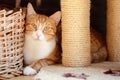 Close up of a beautiful white and ginger tabby cat with moltey golden-greenish eyes, behind scratClose up of a beautiful white and Royalty Free Stock Photo