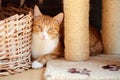 Close up of a beautiful white and ginger tabby cat with moltey golden-greenish eyes, behind scratClose up of a beautiful white and Royalty Free Stock Photo