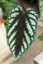 Close up of the beautiful white and green pattern of Cissus Discolor leaf, also known as Cissus Javana Royalty Free Stock Photo