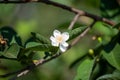 Close-up Beautiful white guava flowers in full bloom before the little guava grows out. On the farm of Thailand in the Royalty Free Stock Photo