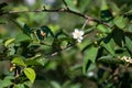 Close-up Beautiful white guava flowers in full bloom before the little guava grows out. On the farm of Thailand in the Royalty Free Stock Photo