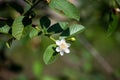 Close-up Beautiful white guava flowers in full bloom before the little guava grows out. On the farm of Thailand in the Royalty Free Stock Photo