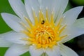 Close up of beautiful white lotus and honey bees in botanic garden. Royalty Free Stock Photo