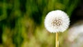 Close up the beautiful white meadow flower on blurred background Royalty Free Stock Photo