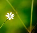 Close up the beautiful white meadow flower on blurred background Royalty Free Stock Photo