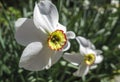 Close-up of a beautiful white Narcissus poeticus poet`s daffodil, poet`s narcissus, nargis, pheasant`s eye, findern flower Royalty Free Stock Photo