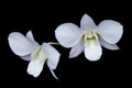 Close up beautiful white orchid on black background. Royalty Free Stock Photo