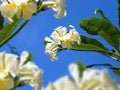 Close up beautiful white orchid family flowers over blue sky in Royalty Free Stock Photo