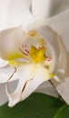 A close up of beautiful white orchid flower Royalty Free Stock Photo