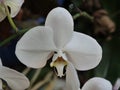 A white orchid growing in a garden Royalty Free Stock Photo