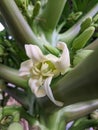 Close-Up of a Beautiful White Papaya Flower