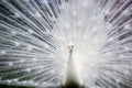 Close-up of beautiful white peacock with feathers out Royalty Free Stock Photo