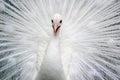 Close-up of beautiful white peacock with feathers out Royalty Free Stock Photo