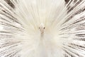 Close-up of beautiful white peacock with feathers out. Royalty Free Stock Photo