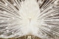 Close-up of beautiful white peacock with feathers out. Royalty Free Stock Photo