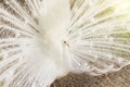 Close-up of beautiful white peacock with feathers out. Royalty Free Stock Photo