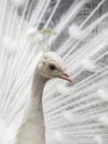 Close-up of beautiful white peacock with feathers out. Royalty Free Stock Photo