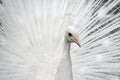 Close-up of beautiful white peacock with feathers out Royalty Free Stock Photo