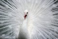 Close-up of beautiful white peacock with feathers out Royalty Free Stock Photo