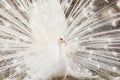 Close-up of beautiful white peacock with feathers out. Royalty Free Stock Photo