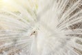 Close-up of beautiful white peacock with feathers out. Royalty Free Stock Photo