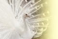 Close-up of beautiful white peacock with feathers out. Royalty Free Stock Photo