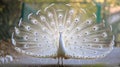 Close-up of beautiful white peacock with feathers out Royalty Free Stock Photo