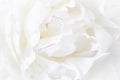 close up of beautiful white peony flower Royalty Free Stock Photo