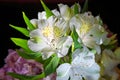 Close-up of beautiful white peruvian lily Royalty Free Stock Photo