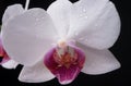 Close up beautiful white Phalaenopsis orchid flowers, isolated background. Dendrobium orchid. Flower in bloom. Royalty Free Stock Photo