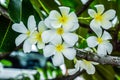 Close up of beautiful white plumeria flowers on branch, Beautiful Nature Background : Plumeria, Franipani, Pagoda tree or Temple Royalty Free Stock Photo