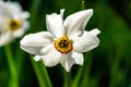 Close-up of beautiful white Poets Narcissus flower Narcissus poeticus, poets daffodil, pheasant`s eye, findern flower Royalty Free Stock Photo