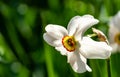 Close-up of beautiful white Poets Narcissus flower Narcissus poeticus, poets daffodil, pheasant`s eye, findern flower Royalty Free Stock Photo