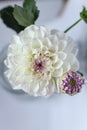 beautiful white and purple dahlia flowers Royalty Free Stock Photo