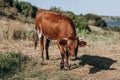 Close-up of a beautiful white-red cow grazing in the open farm, green grass, nature background hill Royalty Free Stock Photo