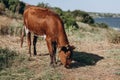 Close-up of a beautiful white-red cow grazing in the open farm, green grass, nature background hill Royalty Free Stock Photo