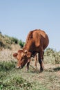 Close-up of a beautiful white-red cow grazing in the open farm, green grass, nature background hill Royalty Free Stock Photo