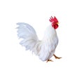 Beautiful white rooster bantam walking isolated on  background , clipping path Royalty Free Stock Photo