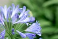 Close-up Beautiful white and soft purple agapanthus africanus flower Royalty Free Stock Photo