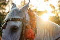 Beautiful White stallions`s Mane