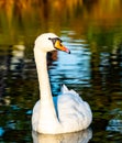 White swan on a clear calm pond