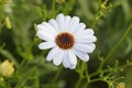 Beautiful White Swan River Daisy Royalty Free Stock Photo
