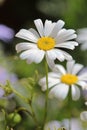 Beautiful White Swan River Daisy Royalty Free Stock Photo