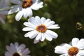 Close-up of a beautiful White Swan River Daisy Royalty Free Stock Photo