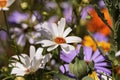 Close-up of a beautiful White Swan River Daisy Royalty Free Stock Photo