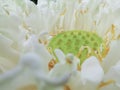 Close up of beautiful white water lily Royalty Free Stock Photo