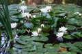 Close-up of beautiful white a water lily in a dark pond Royalty Free Stock Photo