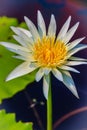 Close up of a beautiful white water lily with yellow pollen Royalty Free Stock Photo