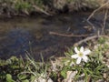 Close up beautiful white wood anemone flower, Anemone nemorosa, selective focus on defocused shore of forest brook